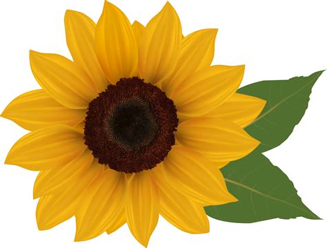 clipart pictures of sunflowers|sunflower clip art transparent.